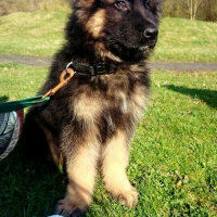 Photo #266203 de kuma