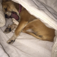 Photo #266212 de Tika