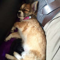 Photo #266213 de Tika