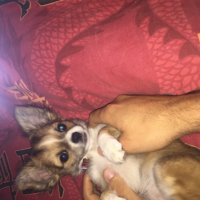 Photo #266215 de Tika