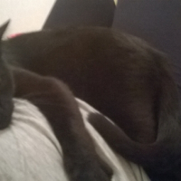 Photo #266256 de perceval