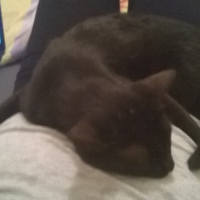 Photo #266257 de perceval
