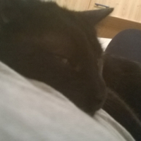 Photo #266258 de perceval