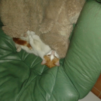 Photo #266259 de roukin