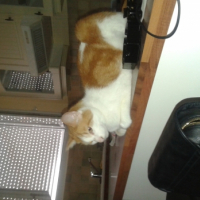 Photo #266260 de roukin