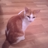 Photo #266261 de roukin