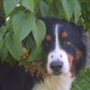 Photo de l'animal n°38466