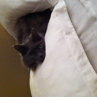 Photo #266305 de Choupette