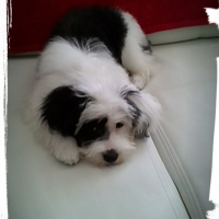 Photo #266321 de java