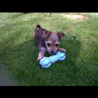 Photo #266326 de Nuggets 