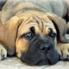 Photo de l'animal n°38500