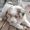 Photo de l'animal n°38504