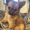 Photo de l'animal n°38514