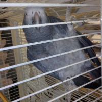 Photo #266384 de tico