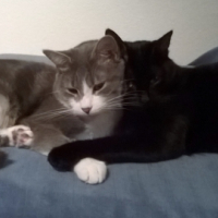 Photo #266407 de REGLISSE