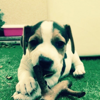 Photo #266414 de Teddy