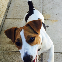 Photo #266415 de Teddy