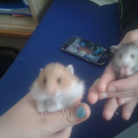 Photo #266424 de ten ten et nami