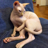 Photo #266452 de Daenerys 