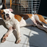 Photo #266523 de Tyson