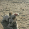Photo de l'animal n°38608
