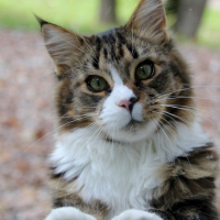 Photo #266563 de Boony
