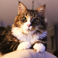 Photo #266566 de Boony