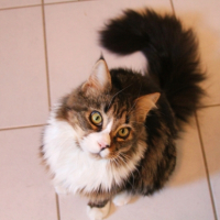 Photo #266567 de Boony