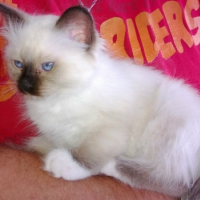 Photo de l'animal n°38686