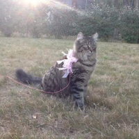 Photo #266724 de Joy