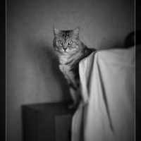 Photo #266743 de Gribouille