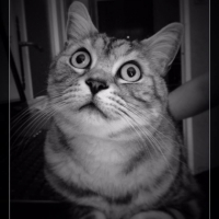 Photo #266744 de Gribouille
