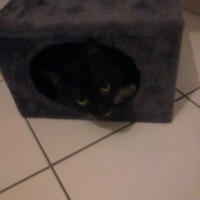 Photo #266768 de blackou
