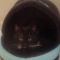 Photo #266770 de blackou