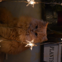Photo #266802 de June