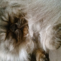 Photo #266809 de Graphite 