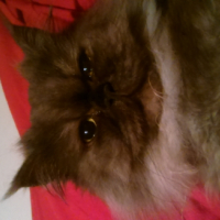 Photo #266811 de Graphite 