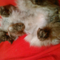 Photo #266812 de Graphite 