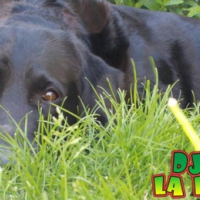 Photo #266813 de Djeezy
