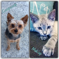Photo #266819 de Cooper