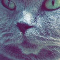 Photo #266849 de Diva