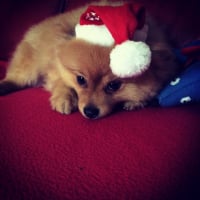 Photo #266859 de Poopie