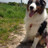 Photo #266867 de Gincko