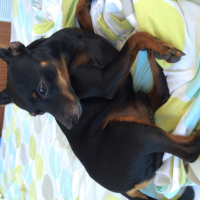 Photo #266878 de Heliot