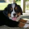 Photo de l'animal n°38786