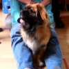 Photo de l'animal n°38793