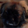 Photo de l'animal n°38793