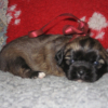 Photo de l'animal n°38793
