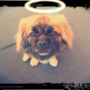 Photo de l'animal n°38793