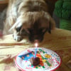 Photo de l'animal n°38793